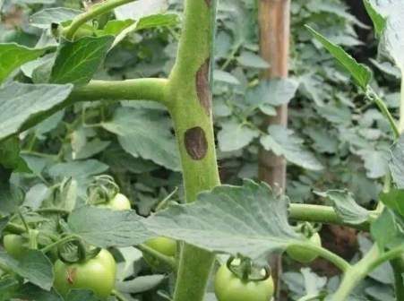 番茄黑骨病症狀 番茄黑骨病症狀