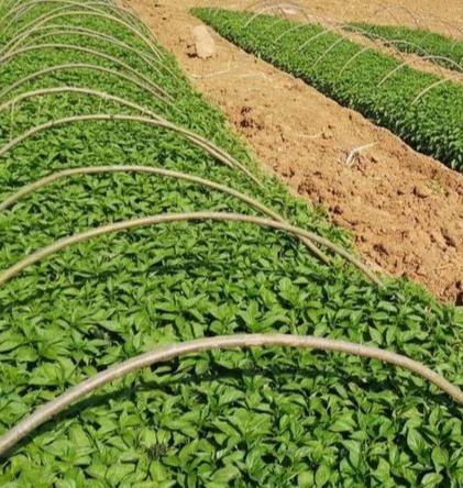 辣椒種子發芽條件 辣椒種子發芽條件