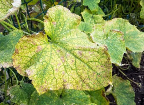 黃瓜病害診斷 黃瓜病害診斷