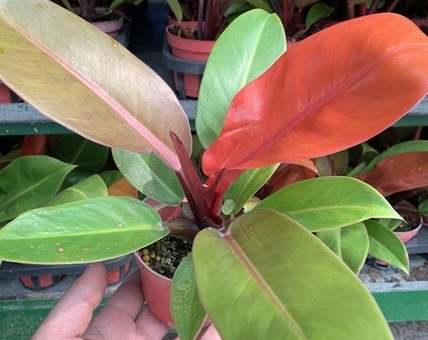 彩虹蔓綠絨種植指南 彩虹蔓綠絨種植指南