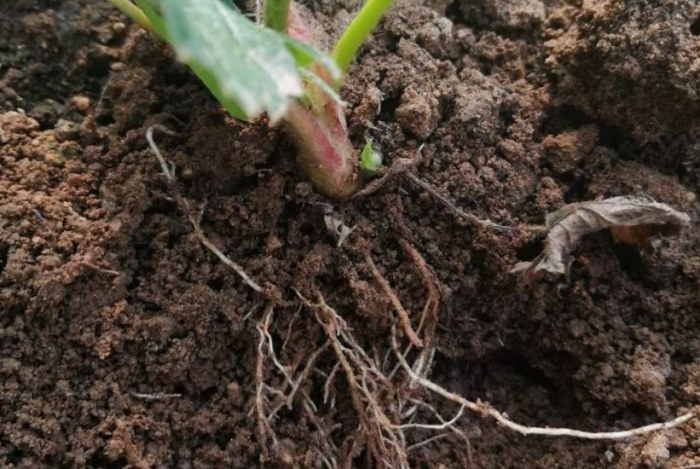 自製生根粉 自製生根粉