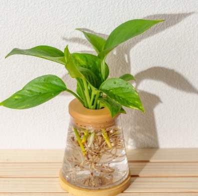 黃金葛照顧方法 黃金葛照顧方法