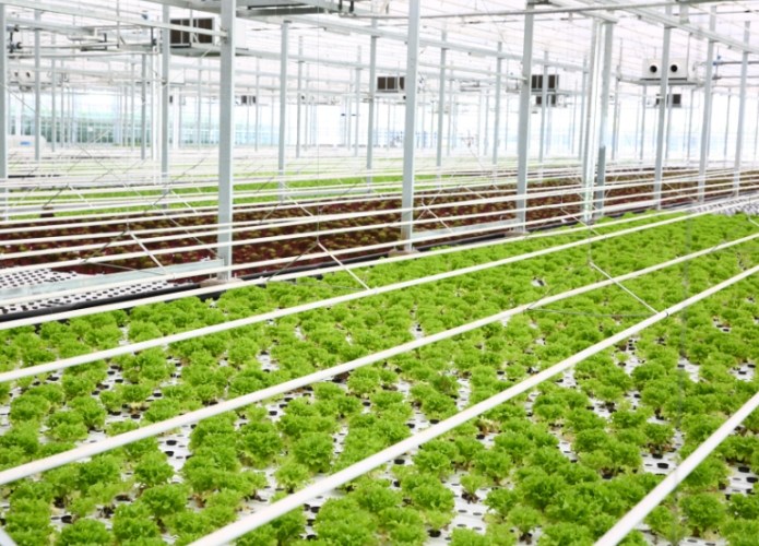 自製植物營養液