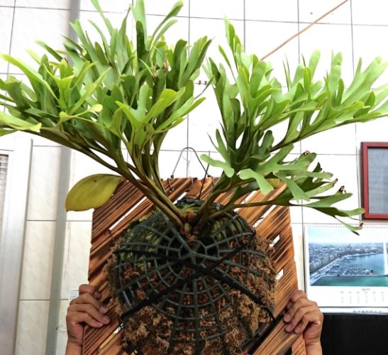 鹿角蕨分株方法