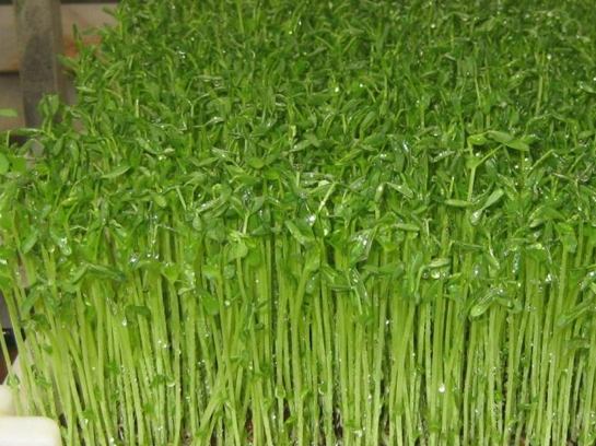 豆芽菜發芽營養
