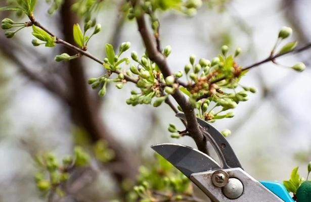 盆栽修剪方法 盆栽修剪方法