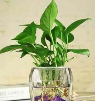 室內植物根修剪 室內植物根修剪