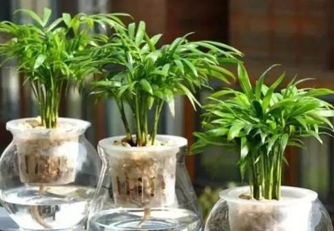 水培花卉技巧 水培花卉技巧