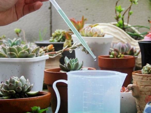 多肉澆水方法 多肉澆水方法