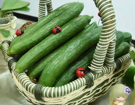 台灣胡瓜栽培 台灣胡瓜栽培