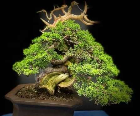 盆景修剪 盆景修剪