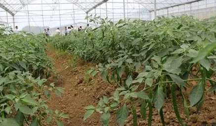 辣椒育苗方法 辣椒育苗方法
