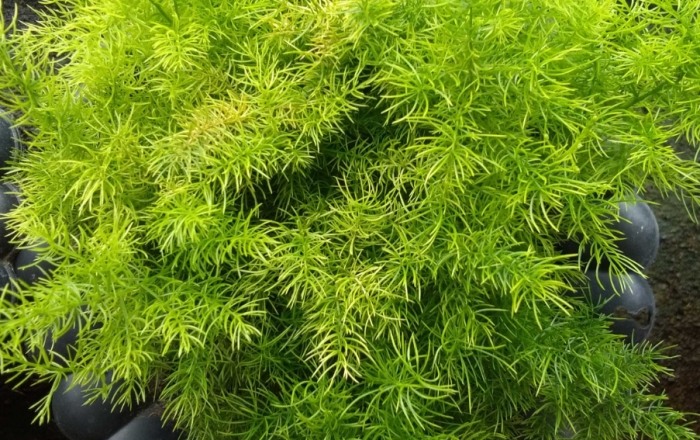 人參樹栽培方法