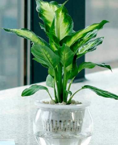 水培植物新手教程