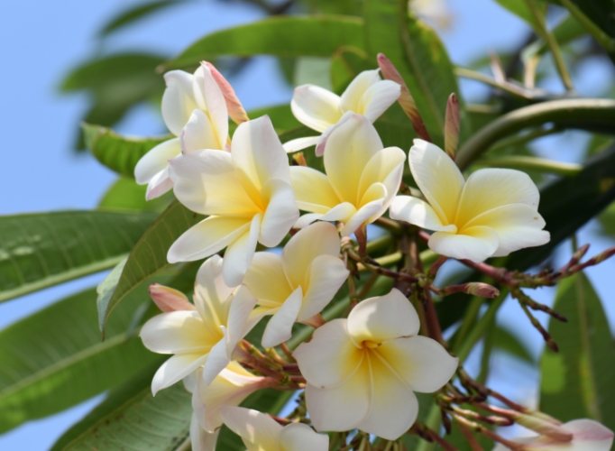 雞蛋花中醫應用 雞蛋花中醫應用