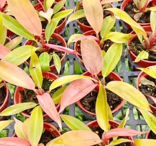 帝王蔓綠絨養護方法 帝王蔓綠絨養護方法