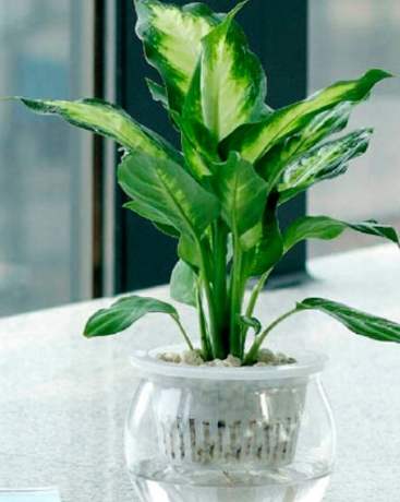 室内水培植物 室内水培植物