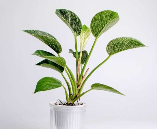 水培鉑金蔓綠絨方法