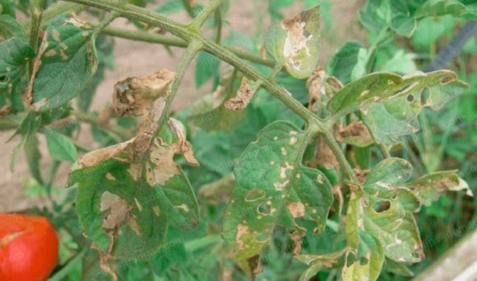 番茄疫病防治 番茄疫病防治