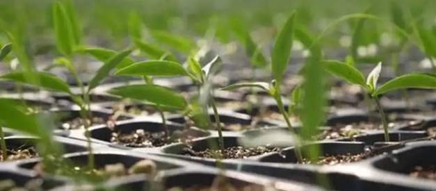 辣椒育苗時間 辣椒育苗時間