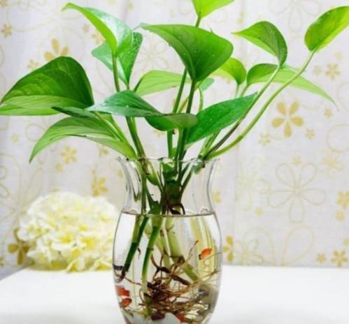 水培植物养殖方法