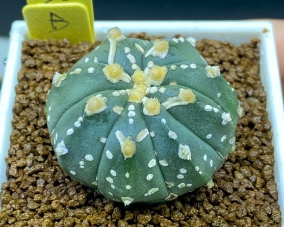 兜多肉種植技巧