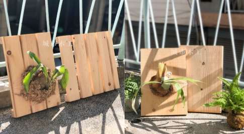 鹿角蕨種植木板
