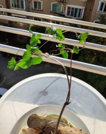 水培樹枝常見問題