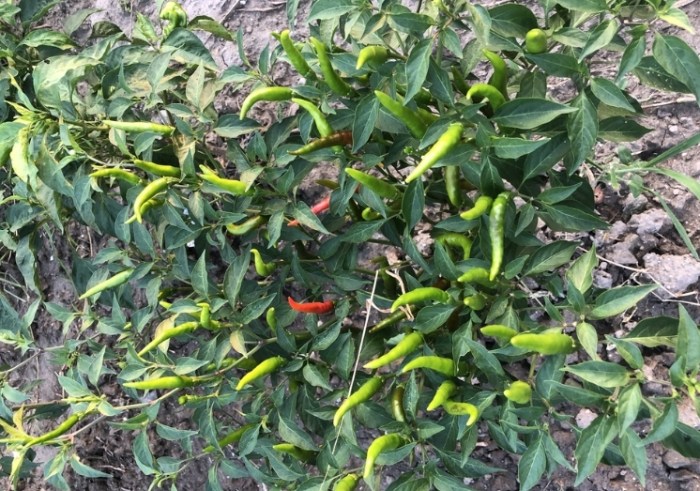 辣椒開花結果時間