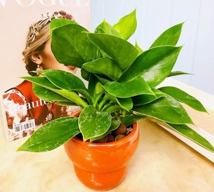 室內植物養護 室內植物養護