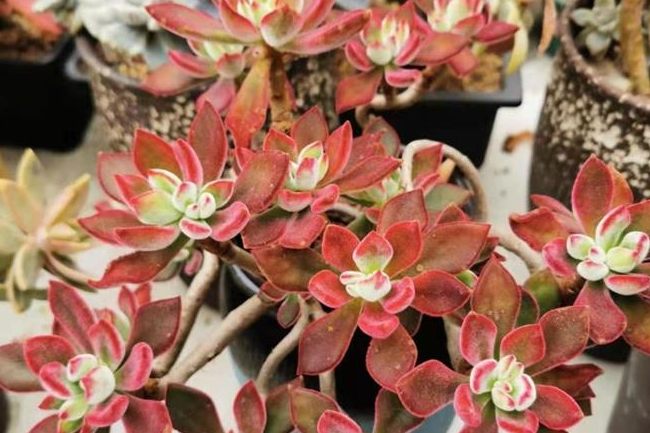 多肉植物照顧 多肉植物照顧