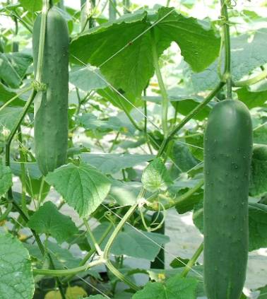 大胡瓜管理技巧 大胡瓜管理技巧