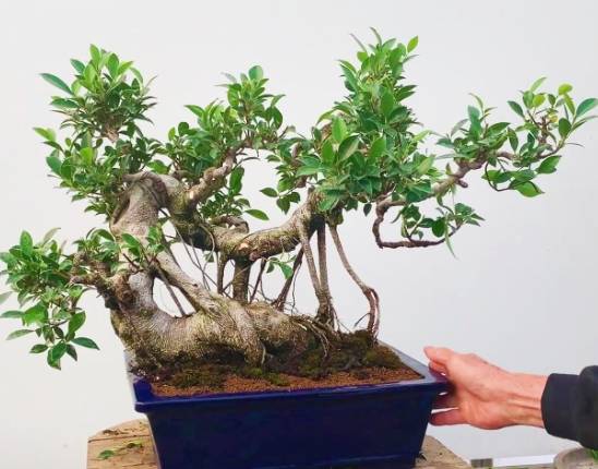 盆栽維護修剪 盆栽維護修剪