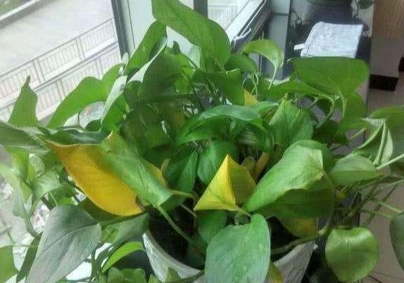 黃金葛黑斑病 黃金葛黑斑病