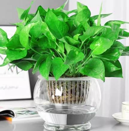 黃金葛根修剪 黃金葛根修剪