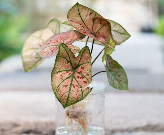 森林健康管理 森林健康管理