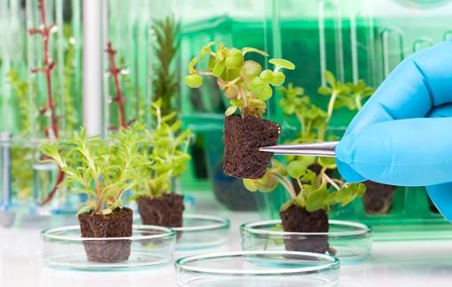 自製植物營養液