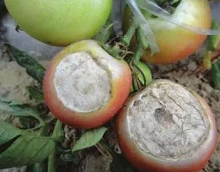 爛番茄可以吃嗎