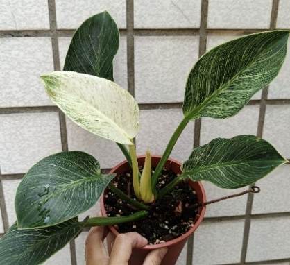 鉑金蔓綠絨照顧