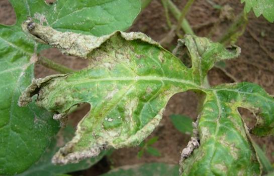 番茄病害用藥推薦 番茄病害用藥推薦