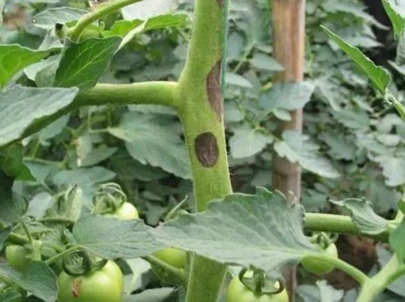 番茄黄化曲叶病毒