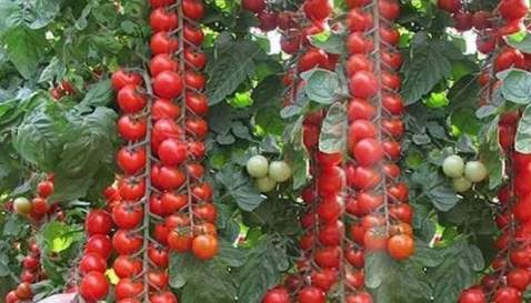 番茄種植方法