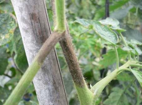 番茄黑骨病防治 番茄黑骨病防治