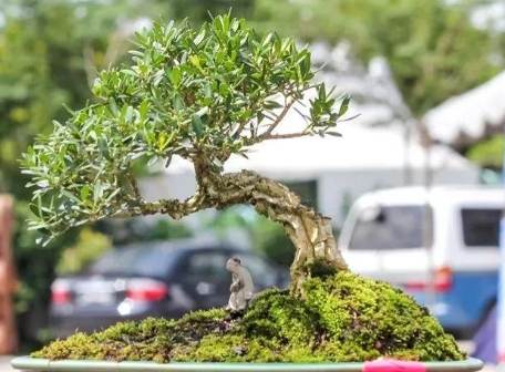 盆景養護 盆景養護