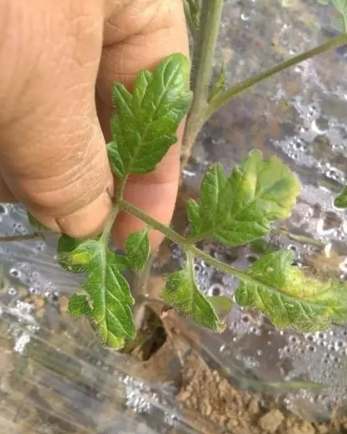 番茄病害處理 番茄病害處理