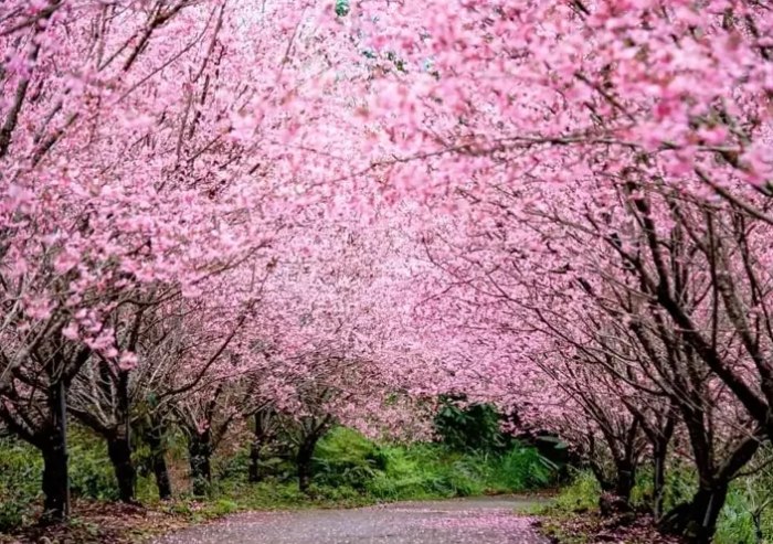 櫻花種植技巧 櫻花種植技巧