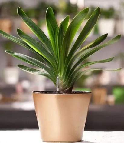 室内空气净化植物