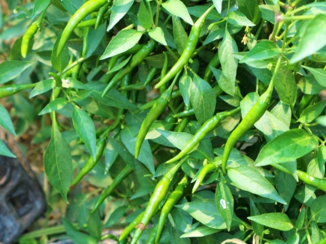 辣椒開花時間 辣椒開花時間