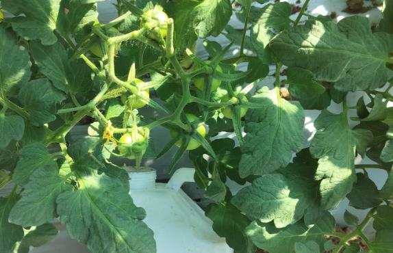 番茄施肥方法 番茄施肥方法