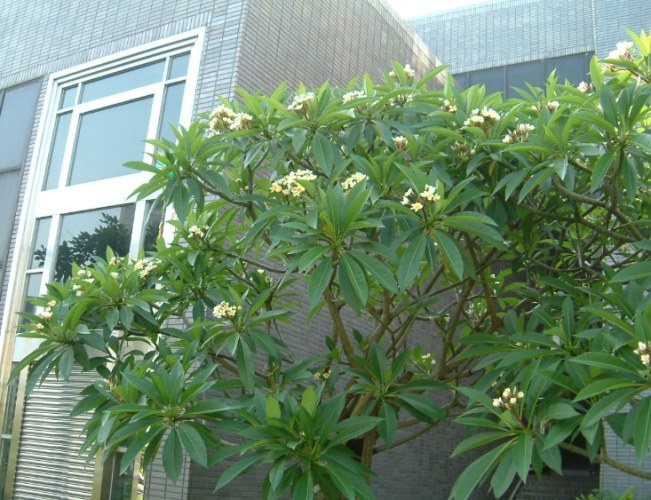 雞蛋花好處 雞蛋花好處